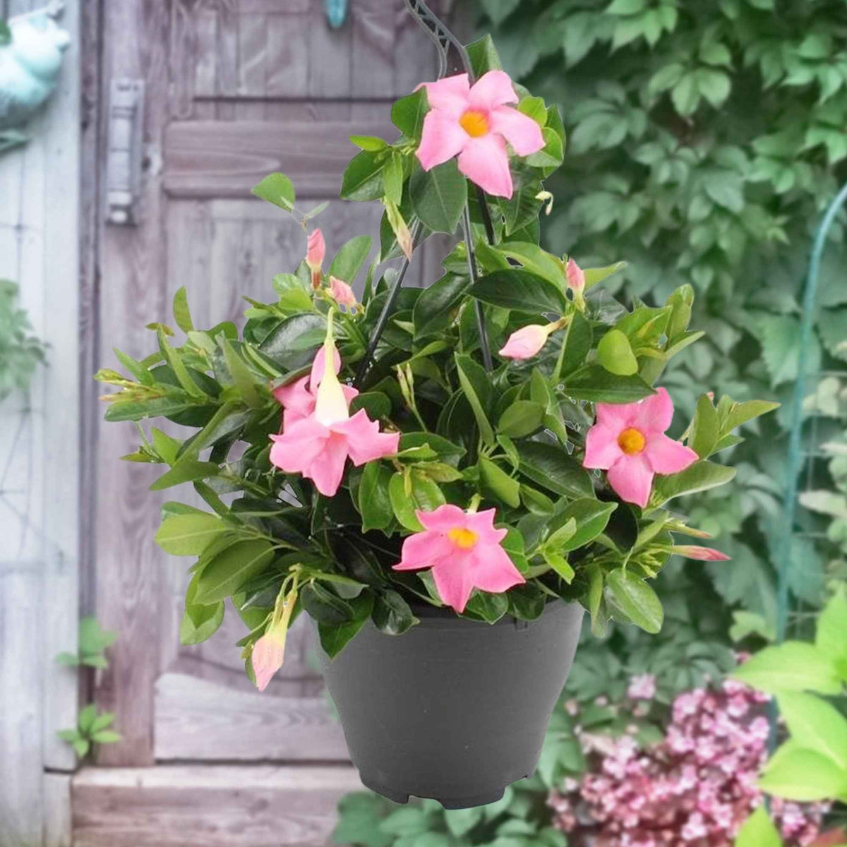 Dipladénia rose - Bakker