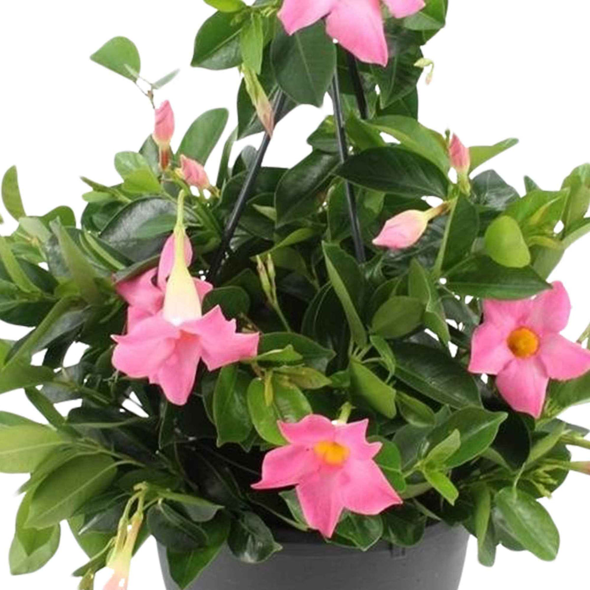 Dipladénia rose - Dipladenia - Bakker