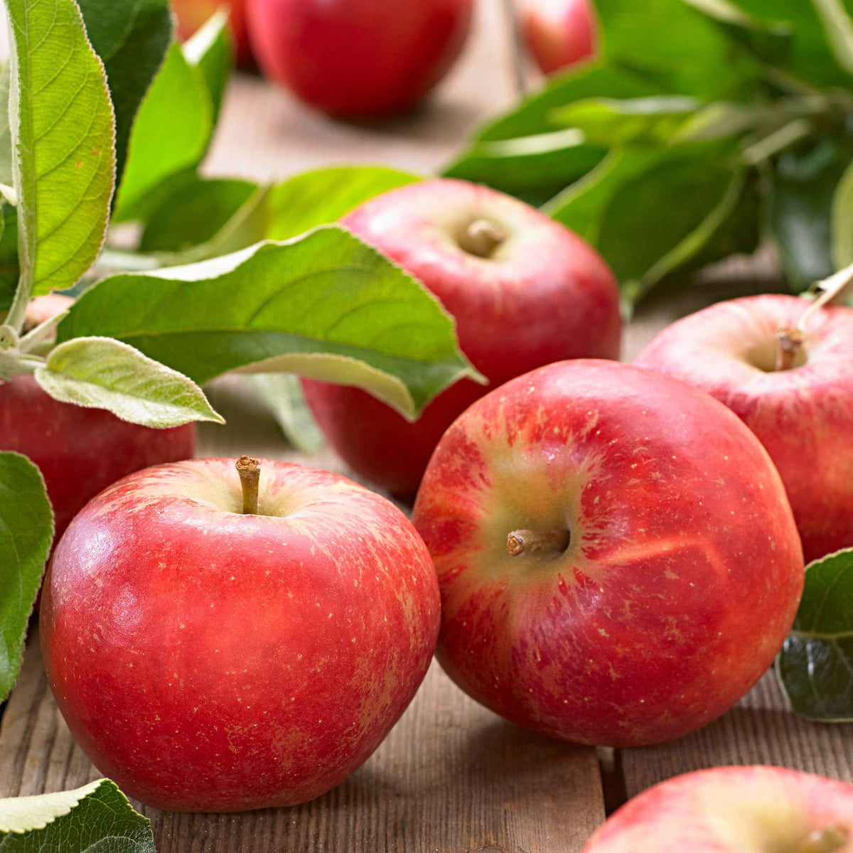 Pommier Elstar - Malus domestica Elstar - Bakker