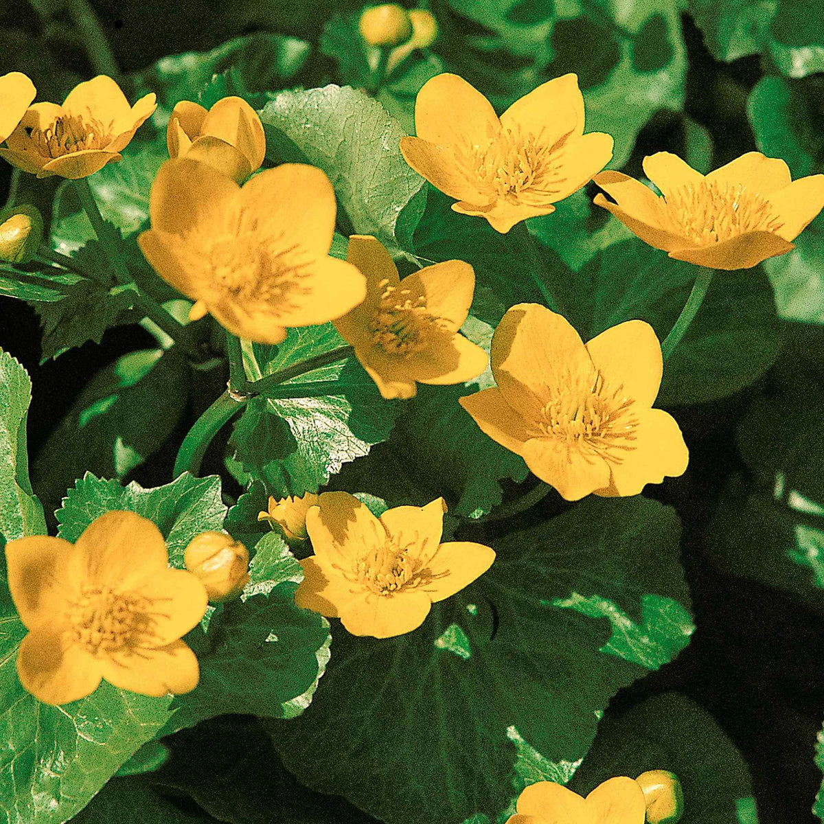 Vente Populage des marais - Souci d'eau - Caltha palustris