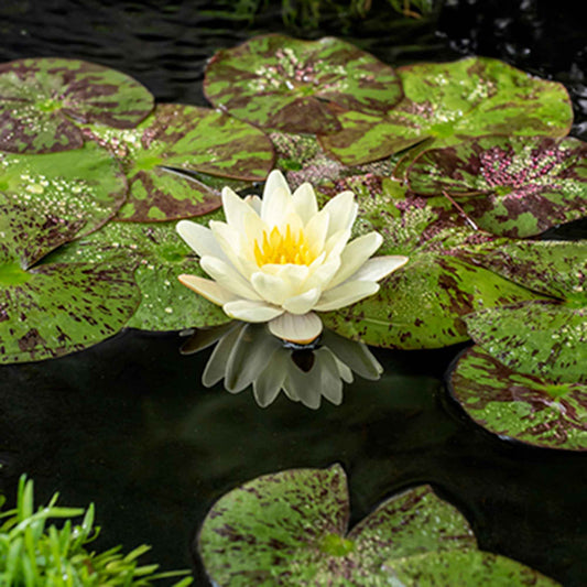 Nénuphar 'Marliacea Chromatella' - Bassin moderne