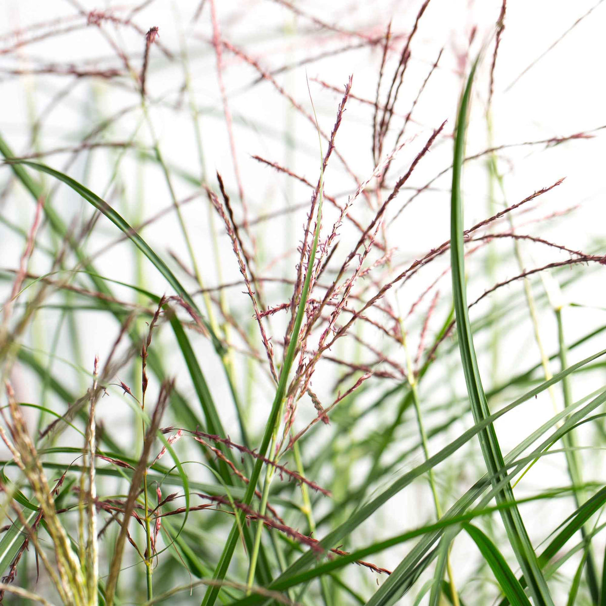 Miscanthus sinensis Ferner Osten - Roseau de Chine 'Ferner Osten' - Eulalie - Miscanthus