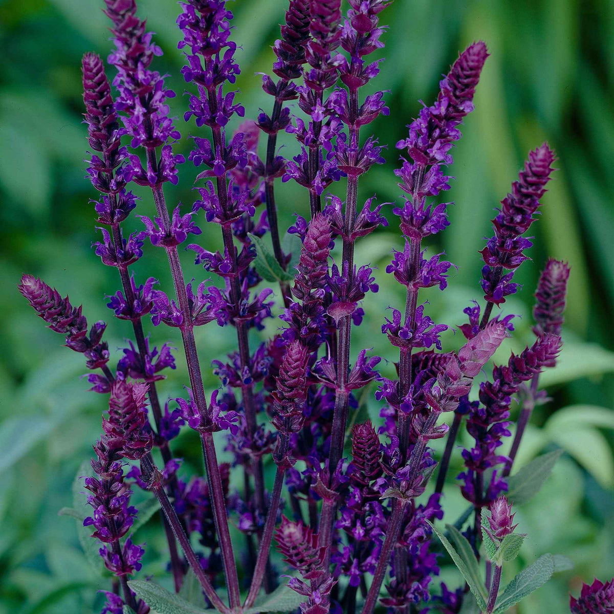 Sauges - Salvia Bleu 'Caradonna' - Salvia nemorosa caradonna
