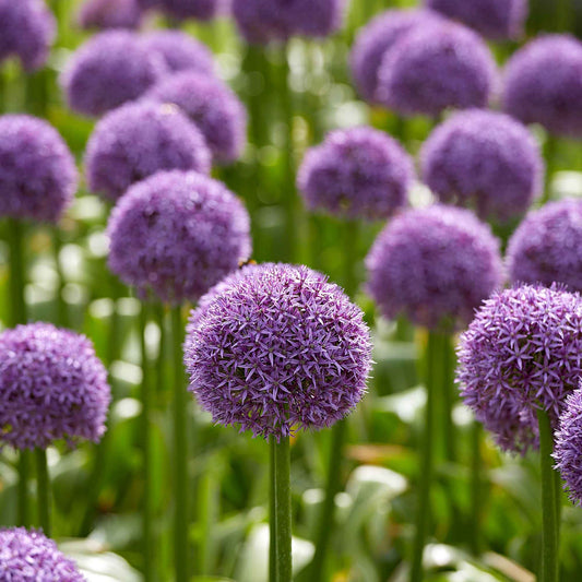 3 Alliums d'ornement Globemaster - Bakker