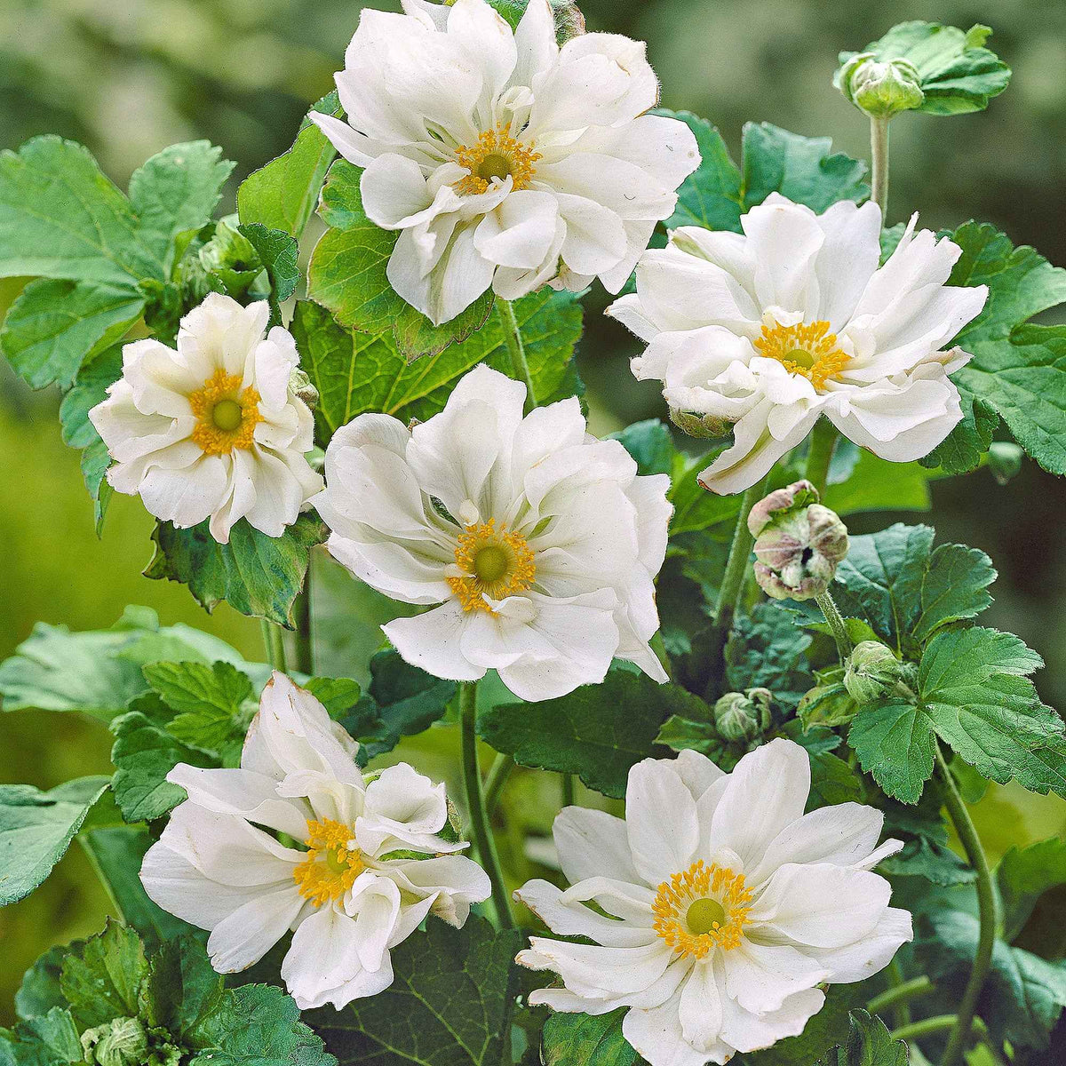 Anemone hybrida whirlwind - Anémone du Japon 'Whirlwind' - Racines nues