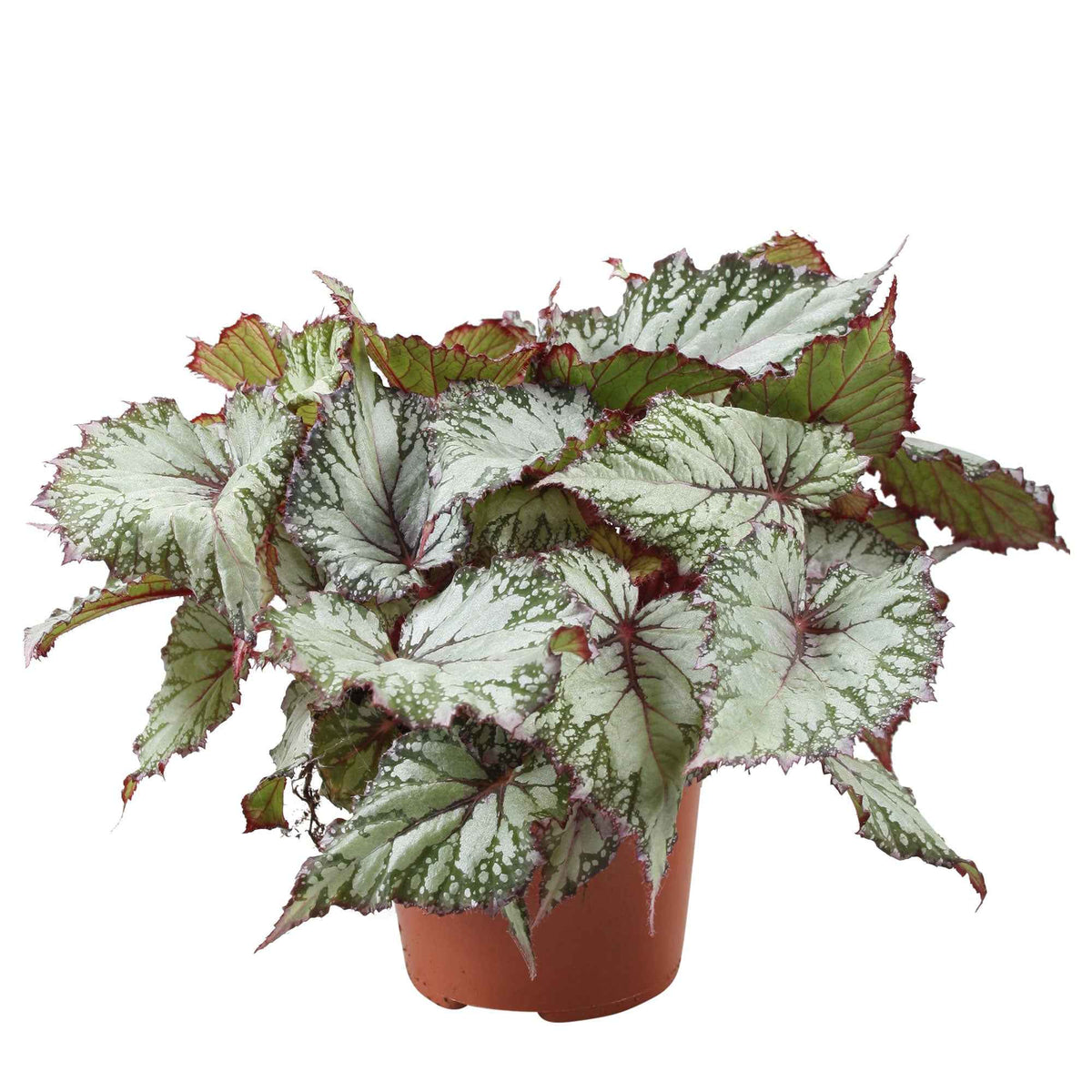 Plantes vertes d'intérieur - Bégonia Begonia 'Asian Tundra' - Begonia beleaf asian tundra