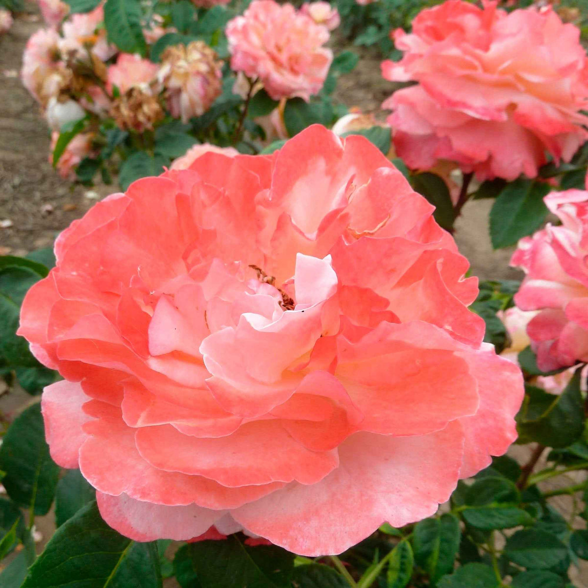 Vente Rosier à grandes fleurs 'Augusta Louise' - Rosa augusta louise