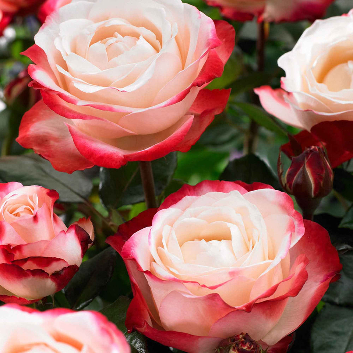 Rosiers à grandes fleurs - Rosier buisson Nostalgie ® - Rosa Nostalgie ®