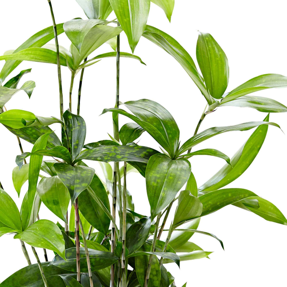Dracaena surculosa - Dragonnier Dracaena surculosa - Dracaena