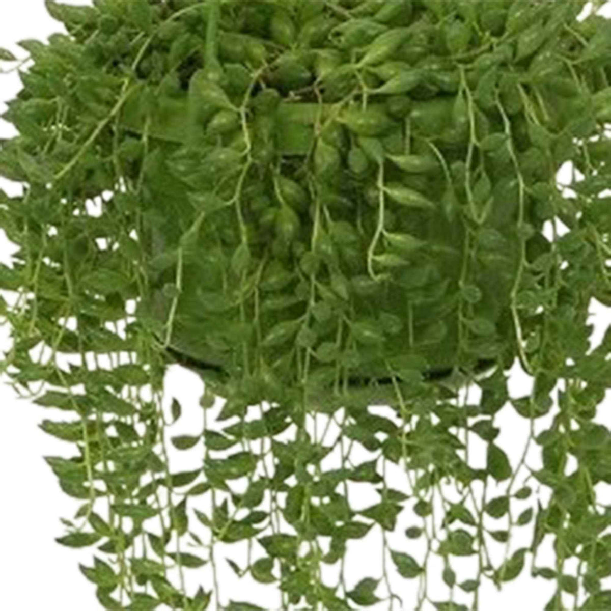 Séneçon de Rowley - Senecio herreianus compositae - Bakker