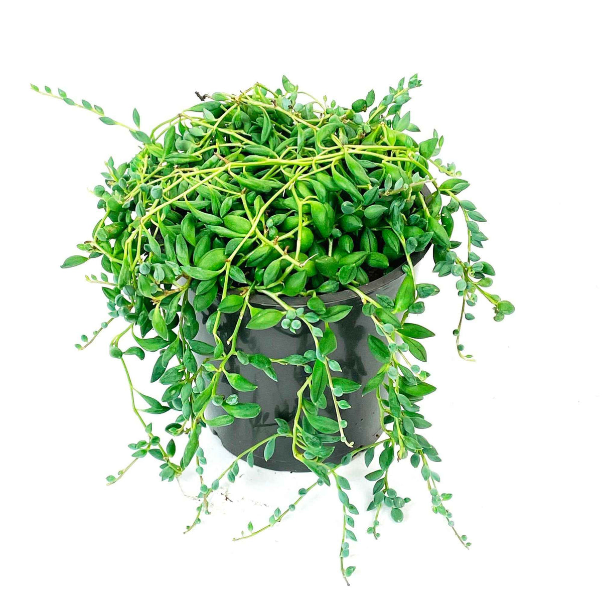 Senecio herreianus compositae - Séneçon de Rowley - Plantes vertes d'intérieur