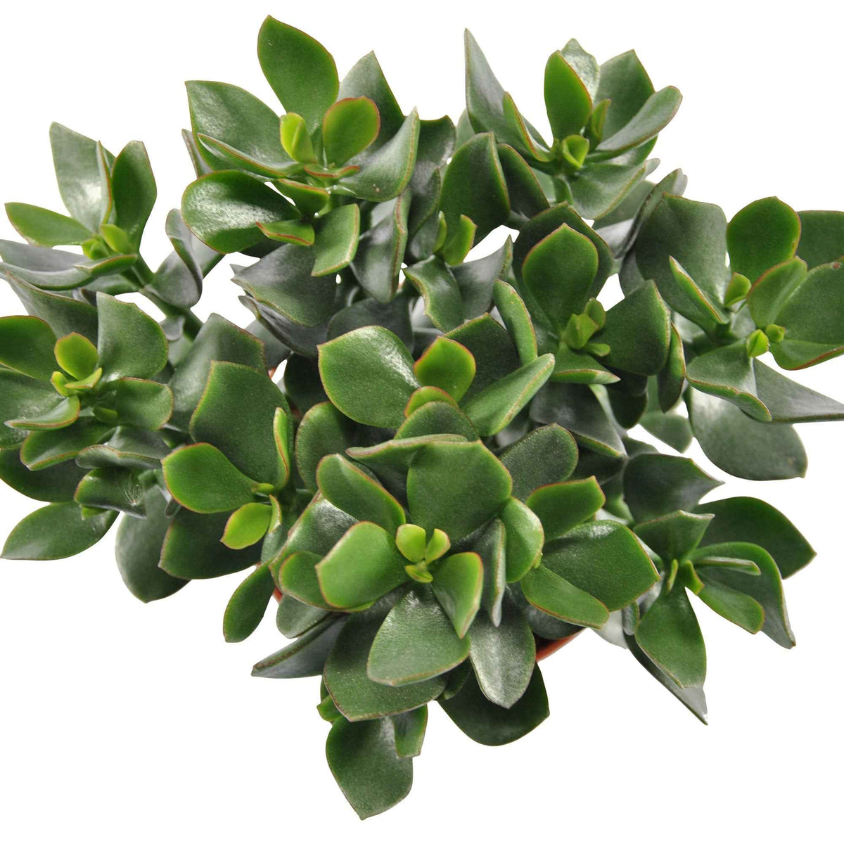 Crassula ovata Hulk' - Crassula ovata Hulk - Bakker