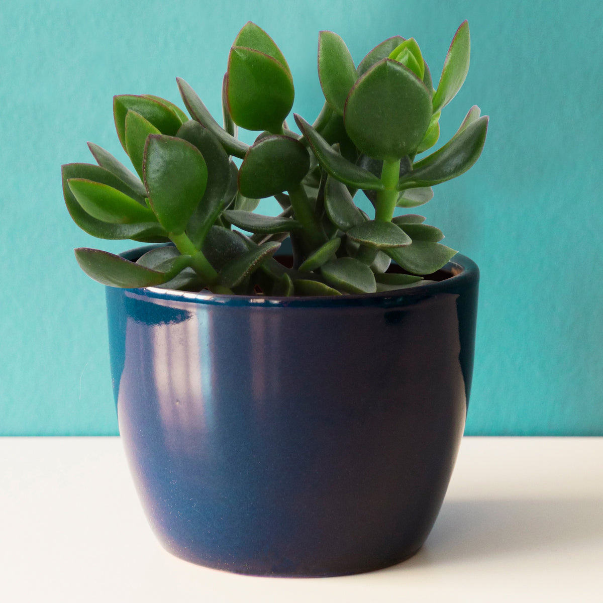 Crassula à feuilles ovales - Crassula ovata argentea - Bakker