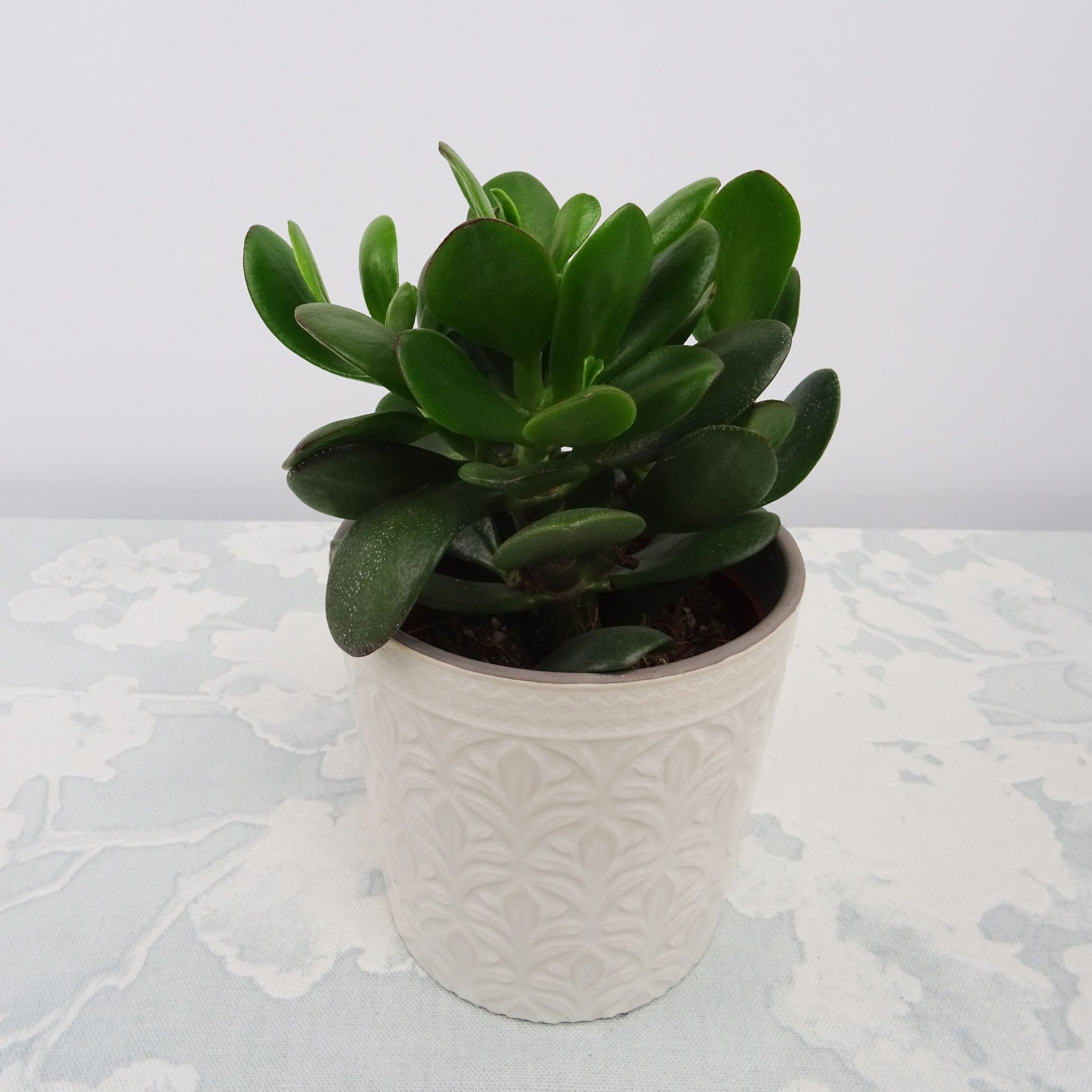Crassula à feuilles ovales - Crassula ovata argentea - Bakker
