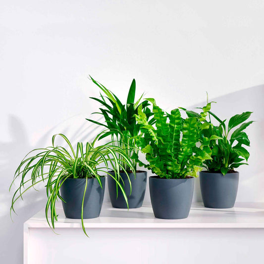 Collection de plantes dépolluantes et ses cache-pots gris ELHO - Bakker