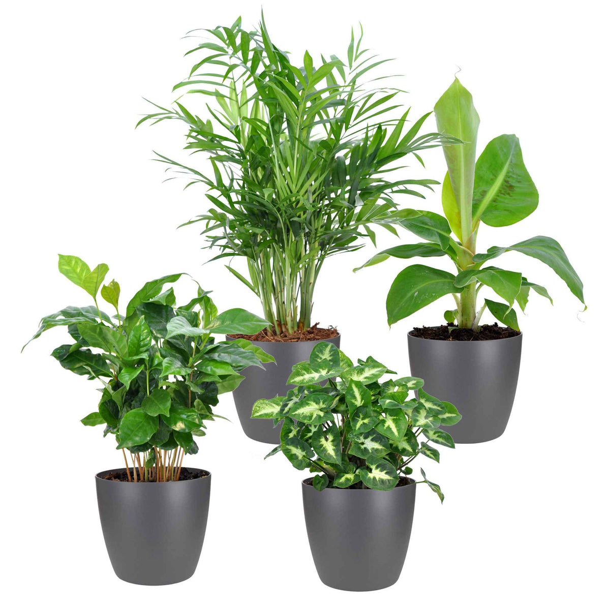 Plantes d'intérieur tropicales et ses cache-pots gris ELHO - Chamaedorea, Syngonium, Musa, Coffea 'Fresh' - Bakker
