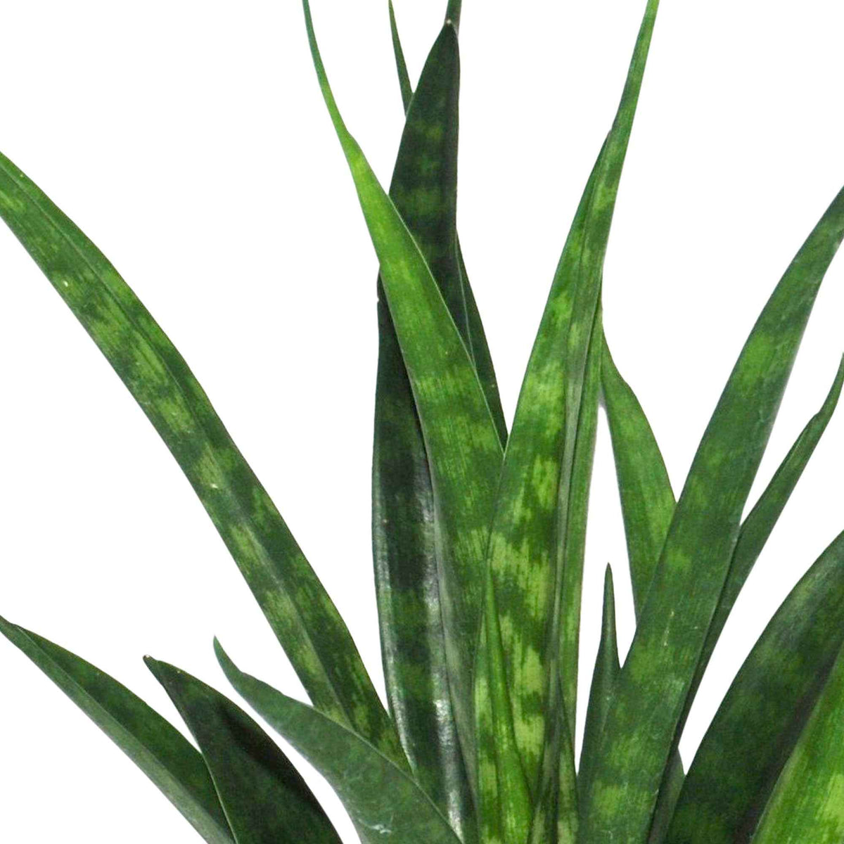 Sansevieria Kirkii Friends - Langue de belle-mère Sansevieria 'Friends' - Sansevieria