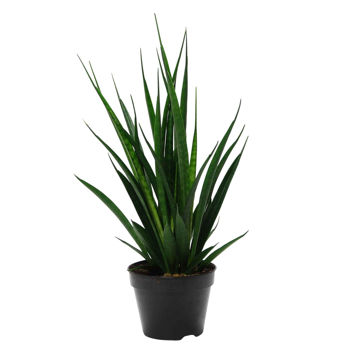 Langue de belle-mère Sansevieria 'Friends' - Sansevieria Kirkii Friends - Bakker