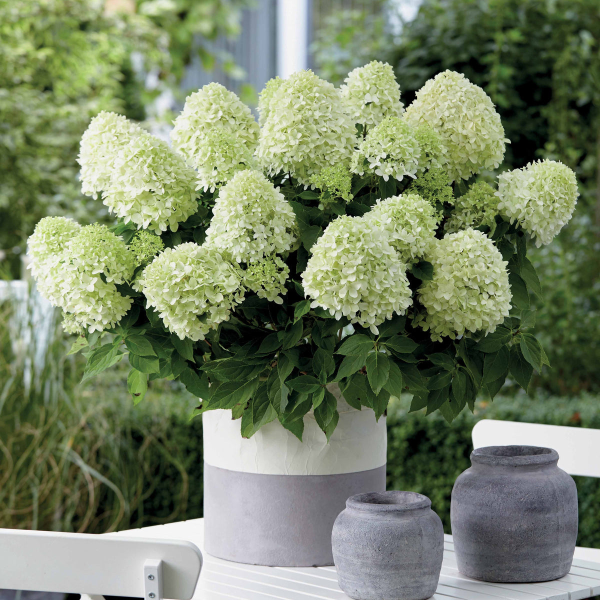 Hortensia 'Little Spooky' - Hydrangea paniculata little spooky - Bakker