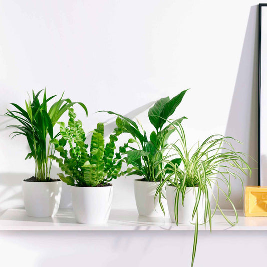 Collection de plantes dépolluantes et ses cache-pots blancs ELHO - Bakker