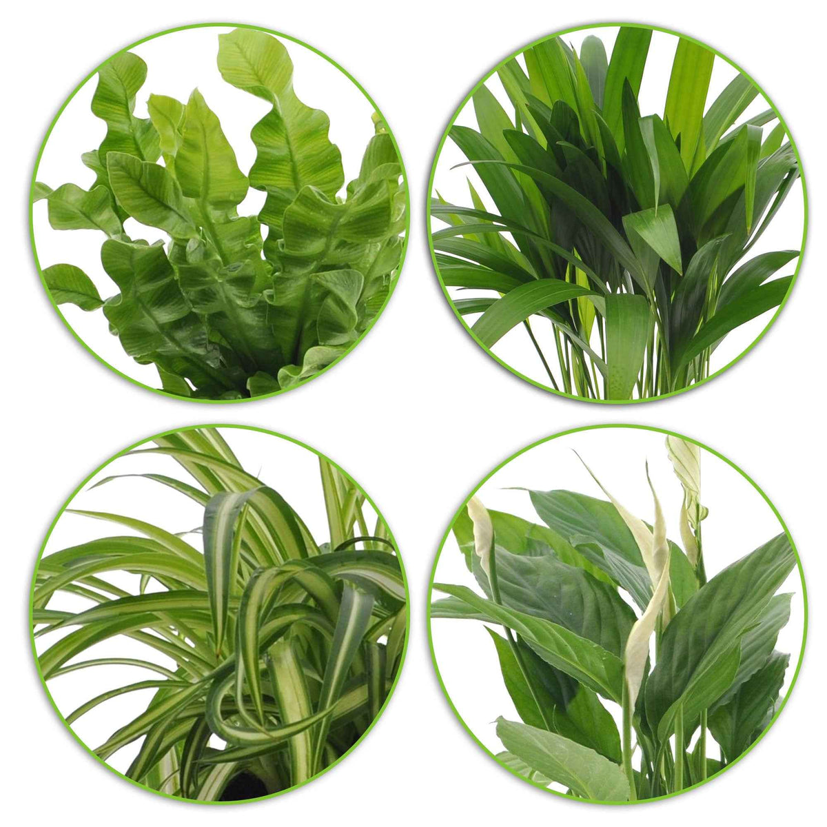 Dypsis, Chlorophytum, Asplenium, Spathiphyllum - Collection de plantes dépolluantes et ses cache-pots blancs ELHO - Chlorophytum