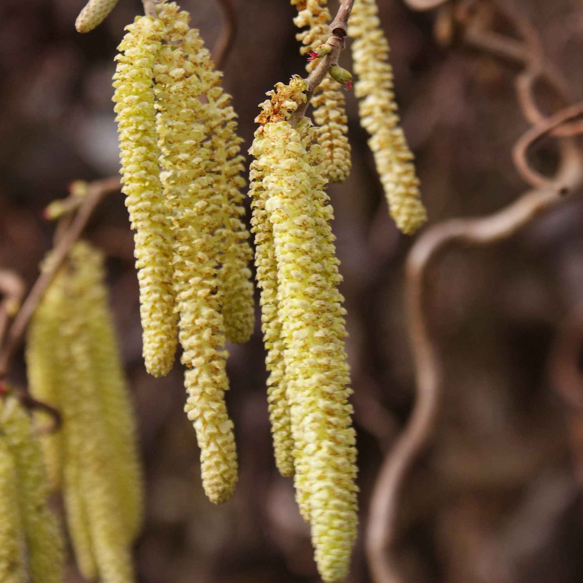 Vente Noisetier tortueux 'Contorta' - Corylus avellana 'contorta'