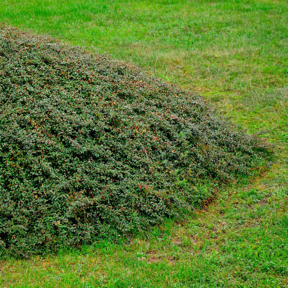 Cotoneaster suecicus Coral Beauty - Cotonéaster 'Coral Beauty' - Arbustes fleuris