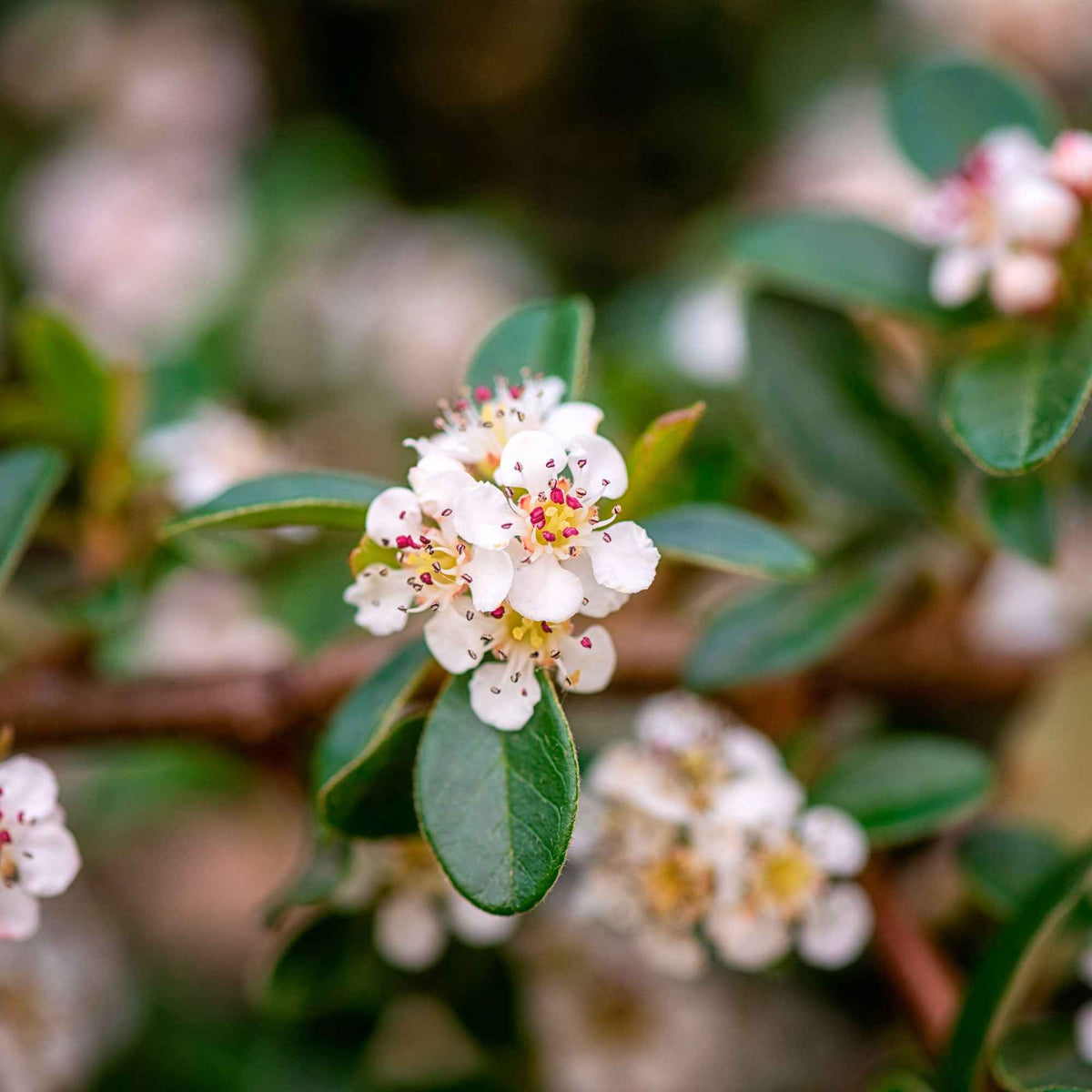 Vente Cotonéaster 'Coral Beauty' - Cotoneaster suecicus Coral Beauty