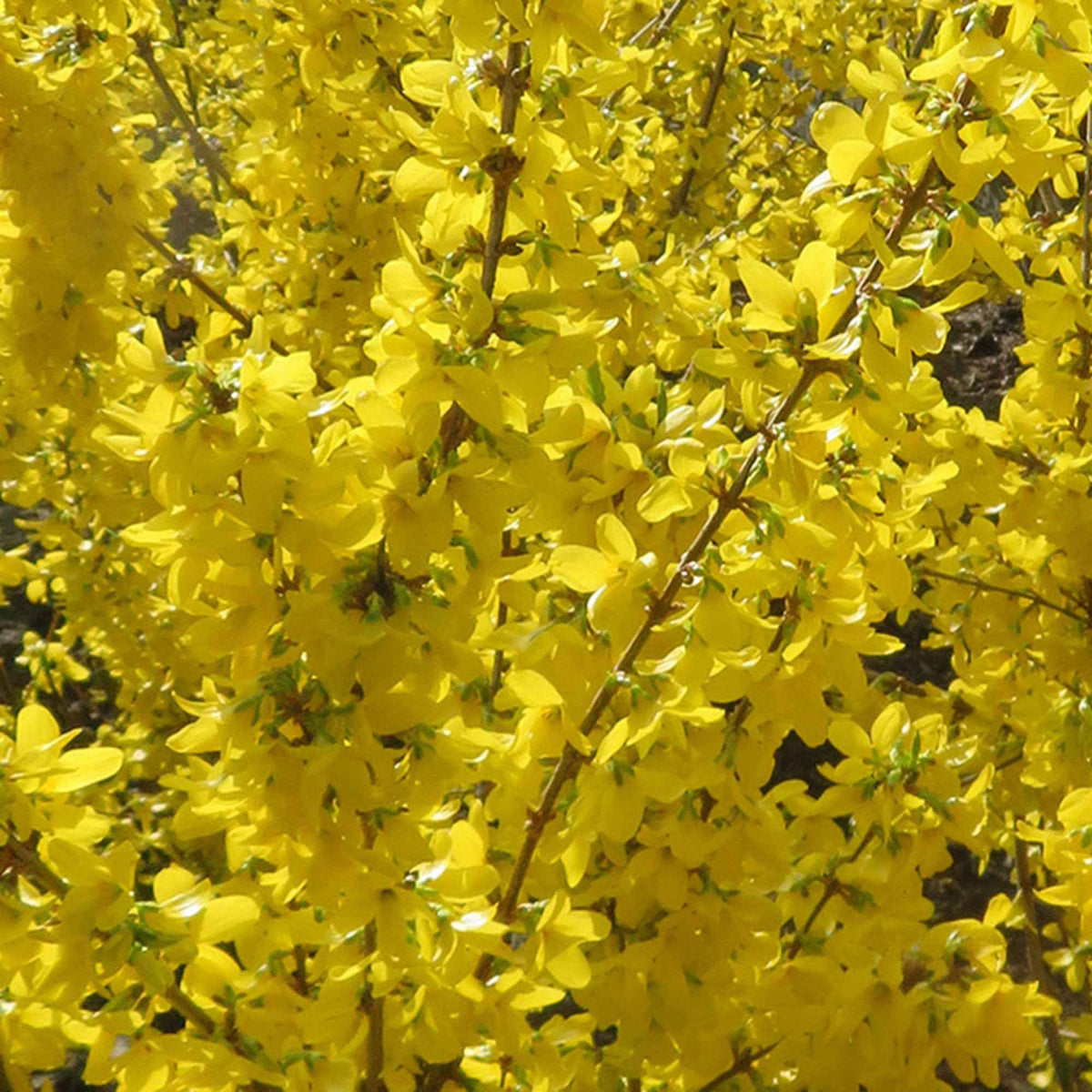 Forsythia 'Mikador' - Forsythia x intermedia 'mikador' - Bakker