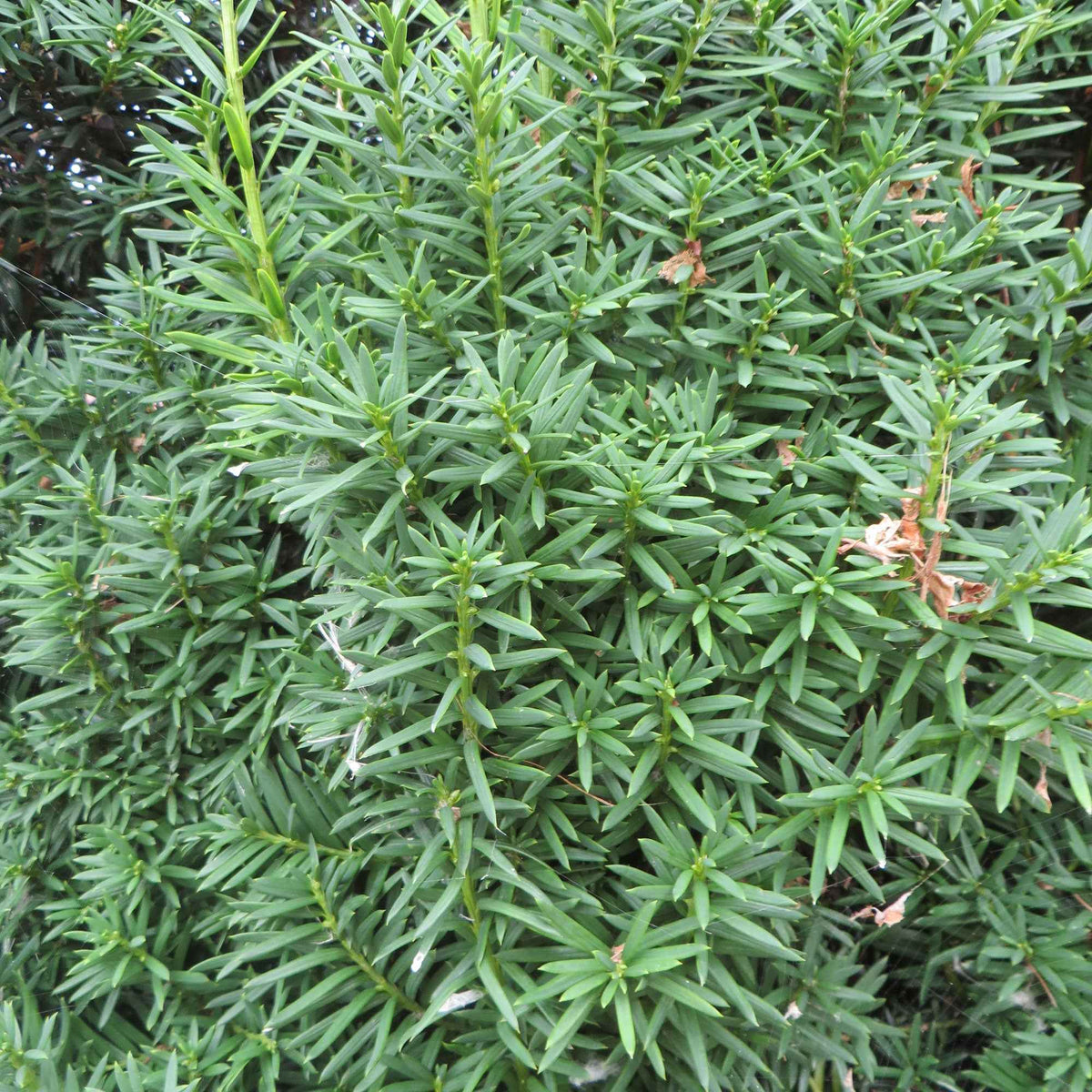 If 'Hicksii' - Taxus media Hicksii - Bakker