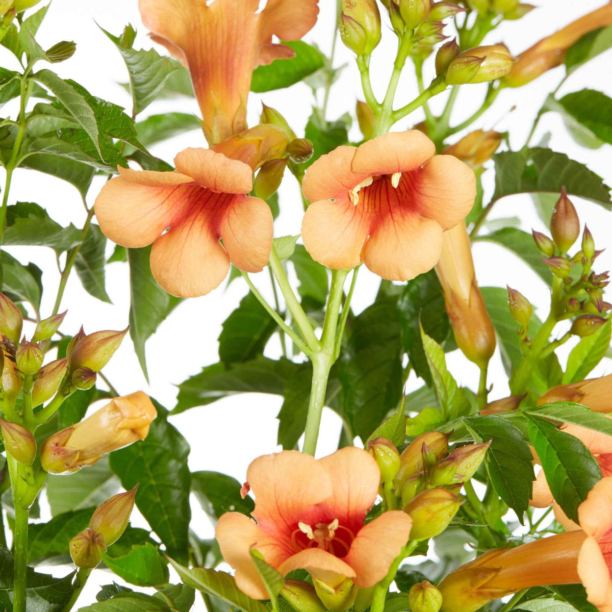 Campsis tagliabuana Indian Summer ® - Bignone 'Indian Summer' - Campsis - Bignone