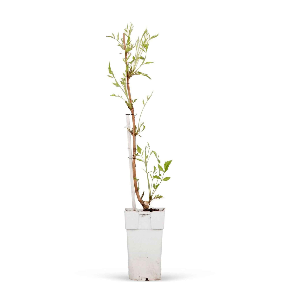 Campsis - Bignone - Bignone 'Indian Summer' - Campsis tagliabuana Indian Summer ®