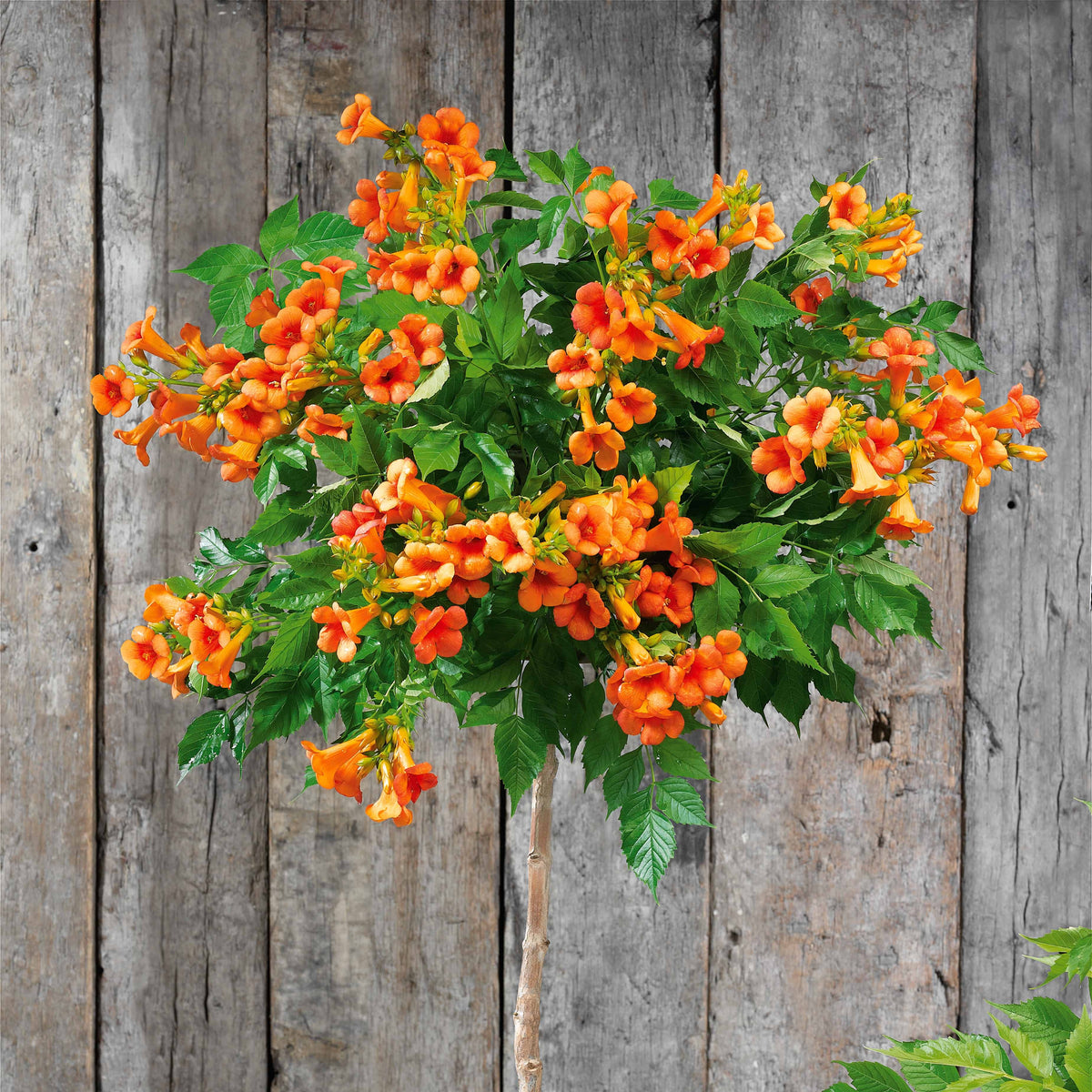 Bignone 'Indian Summer' - Campsis tagliabuana Indian Summer ® - Bakker
