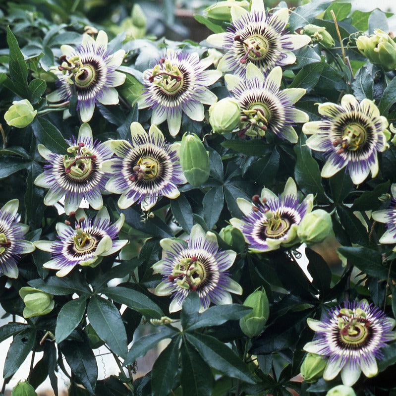 Passiflora caerulea - Passiflore bleue - Passiflore
