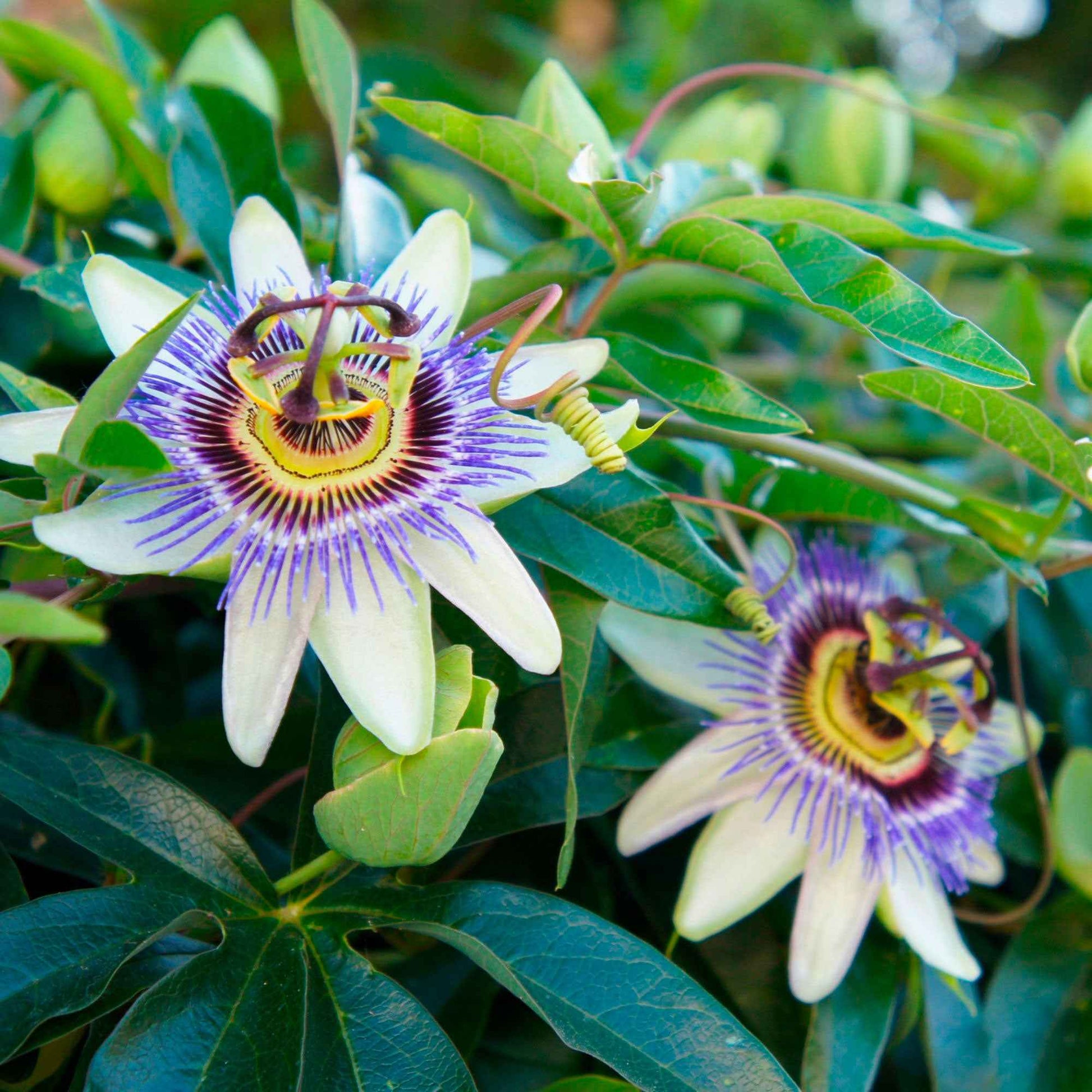 Passiflore bleue - Passiflora caerulea - Bakker