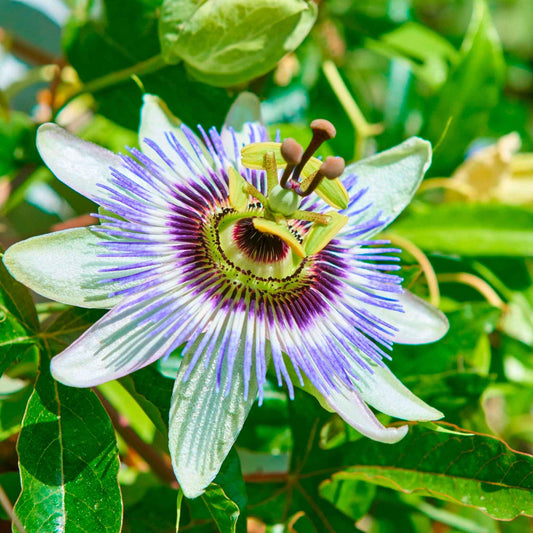 Passiflore bleue - Bakker