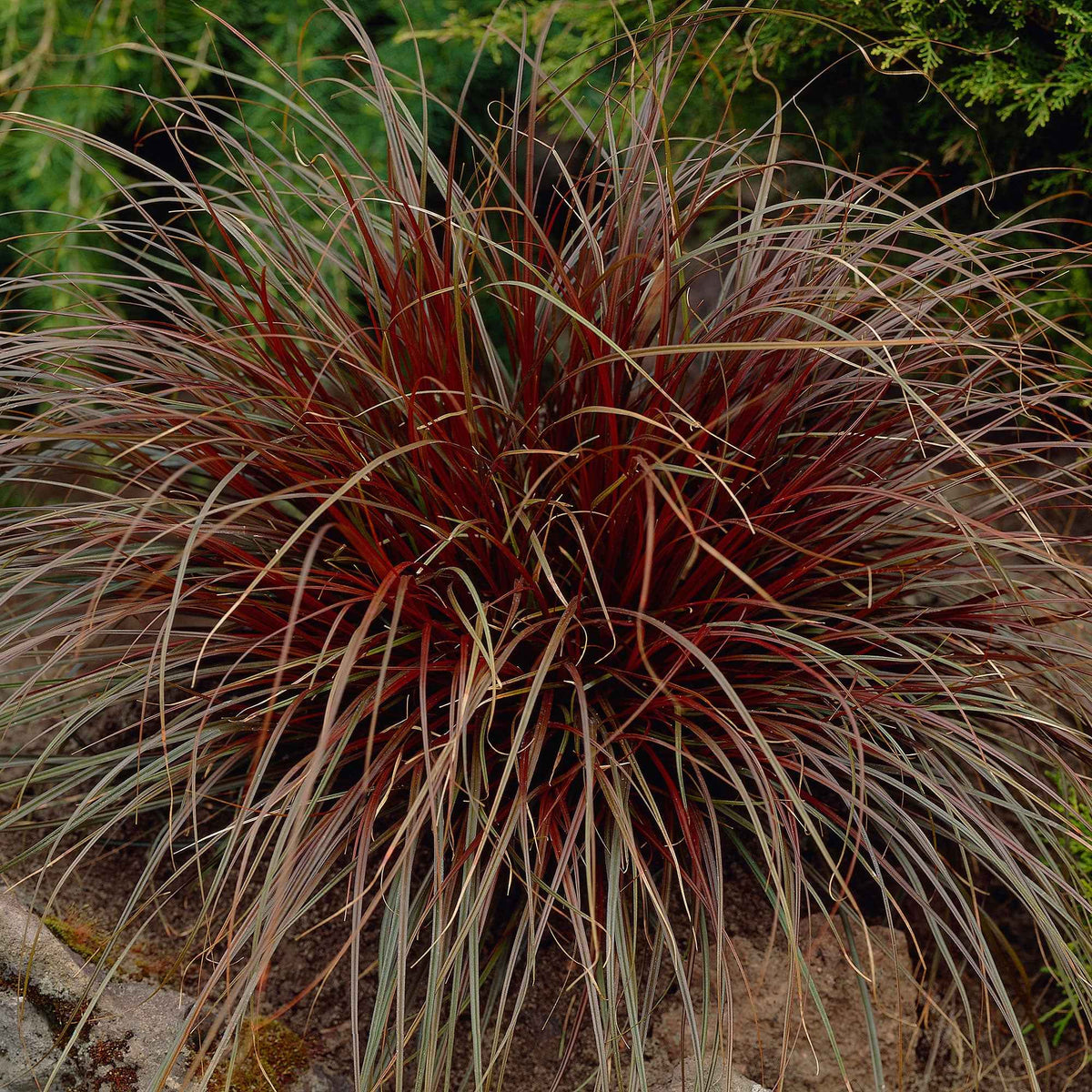 Uncinia 'Rubra' - Bakker