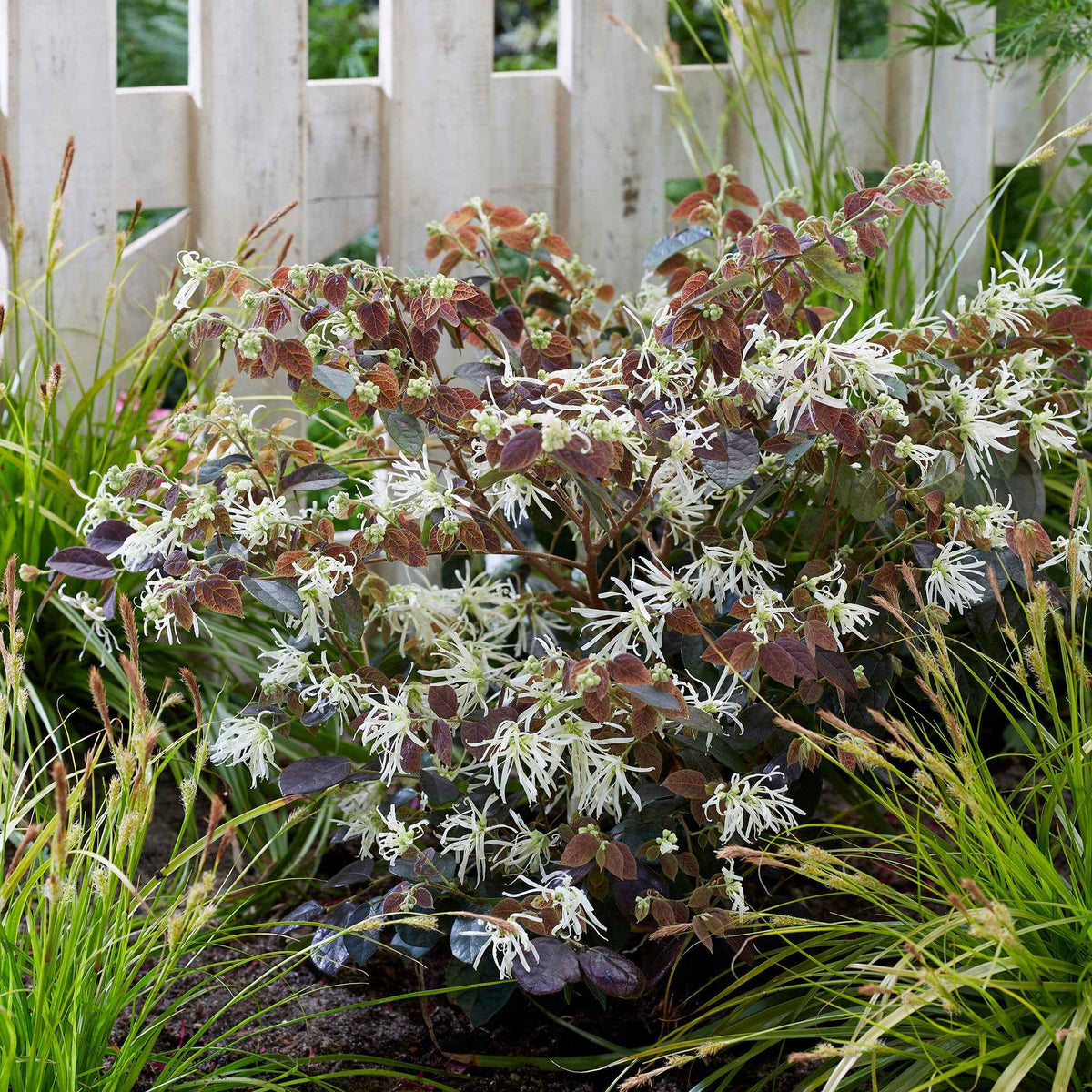 Loropétale de Chine Loropetalum 'Ruby Snow' blanc - Bakker