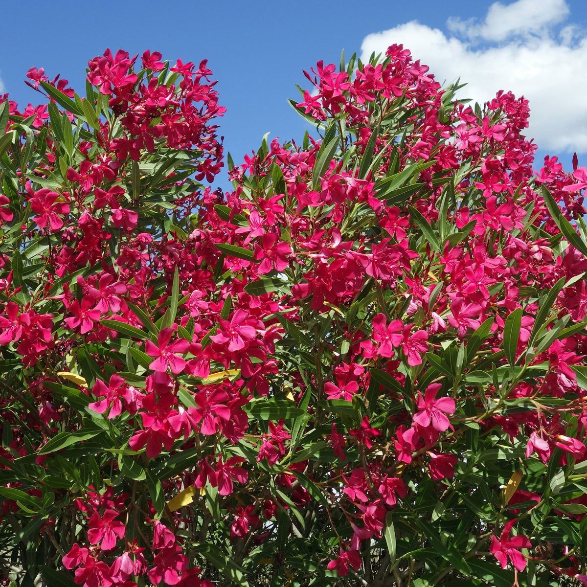 Laurier-rose rouge - Nerium oleander - Bakker