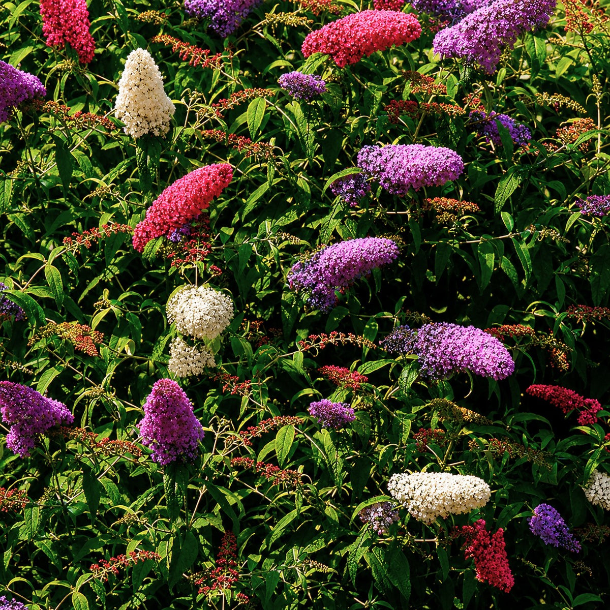 Arbre à papillons 'Tricolor' - Buddleja davidii empire blue, pinkdelight, white - Bakker