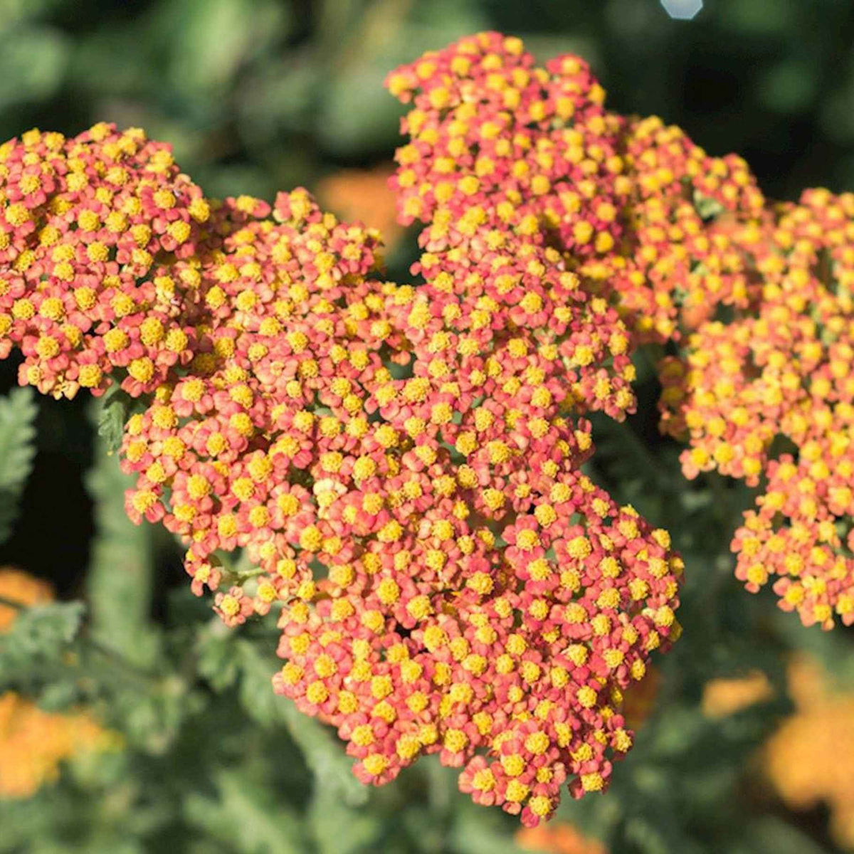 Achillée Walter Funcke - Achillea hybride Walther Funcke - Bakker