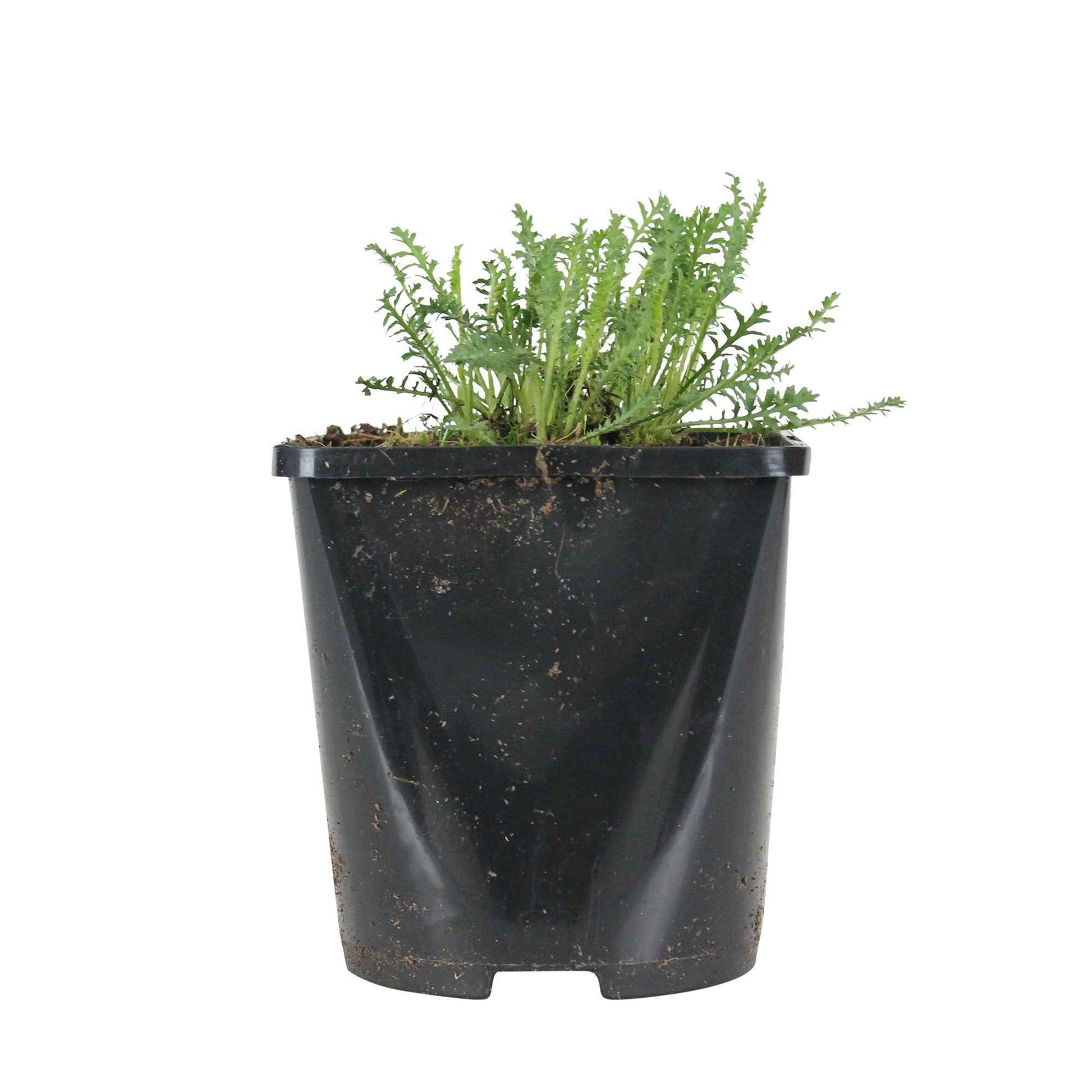 Achillea hybride Walter Funcke - Achillée Walter Funcke - Achillea - Achillée