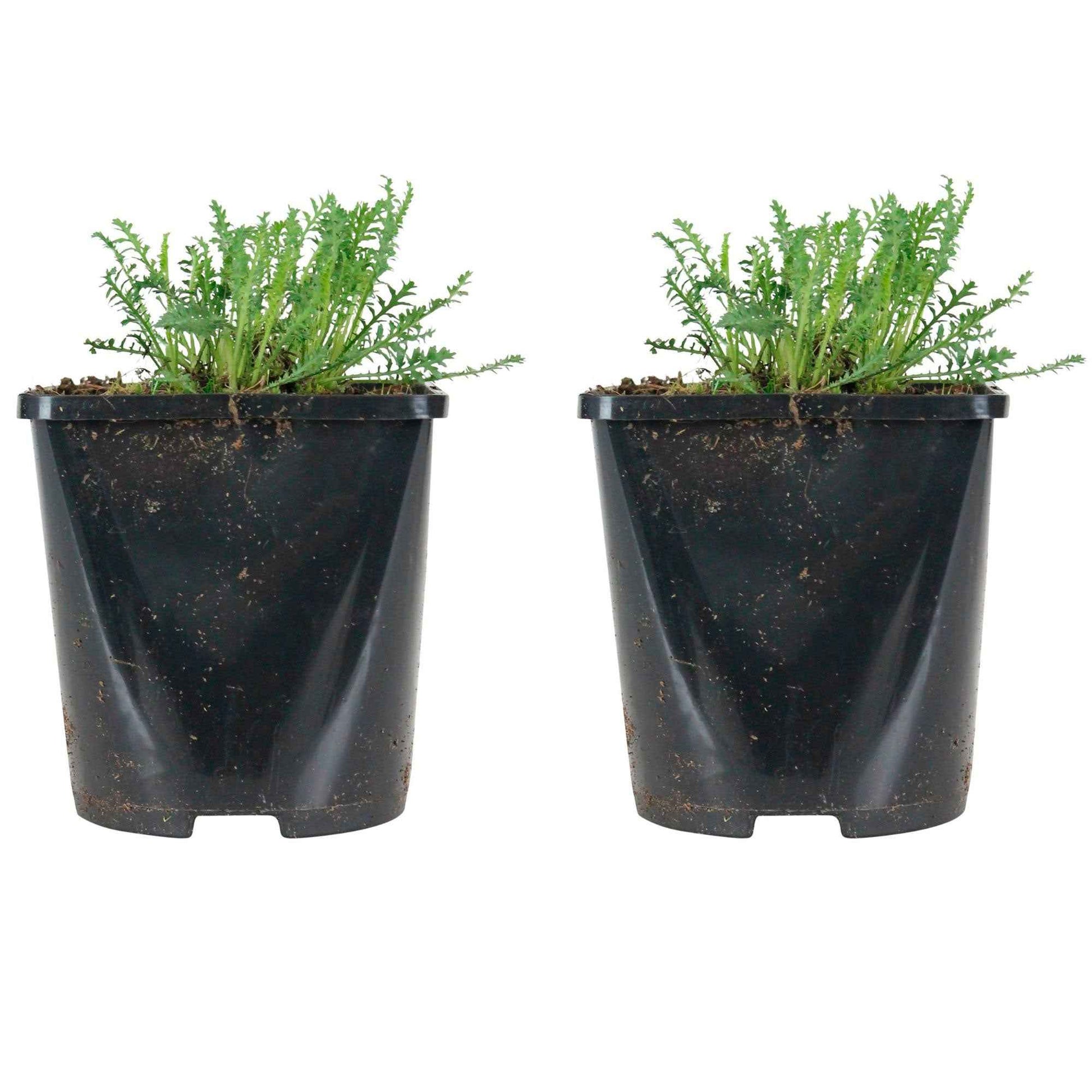 Achillea - Achillée - Achillée Walter Funcke - Achillea hybride Walter Funcke