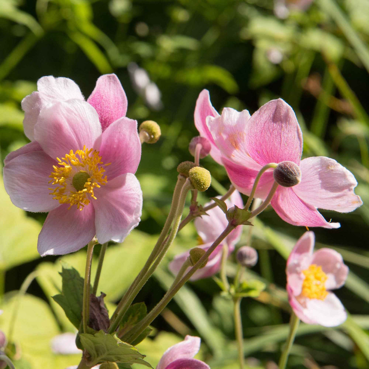 Anémone d'automne 'September Charm' - Anemone hupehensis September Charm - Bakker