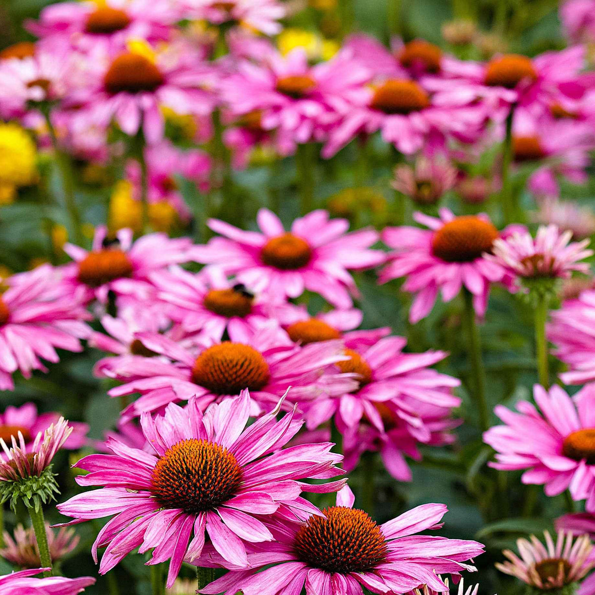 Echinacée pourpre - Echinacea purpurea - Bakker