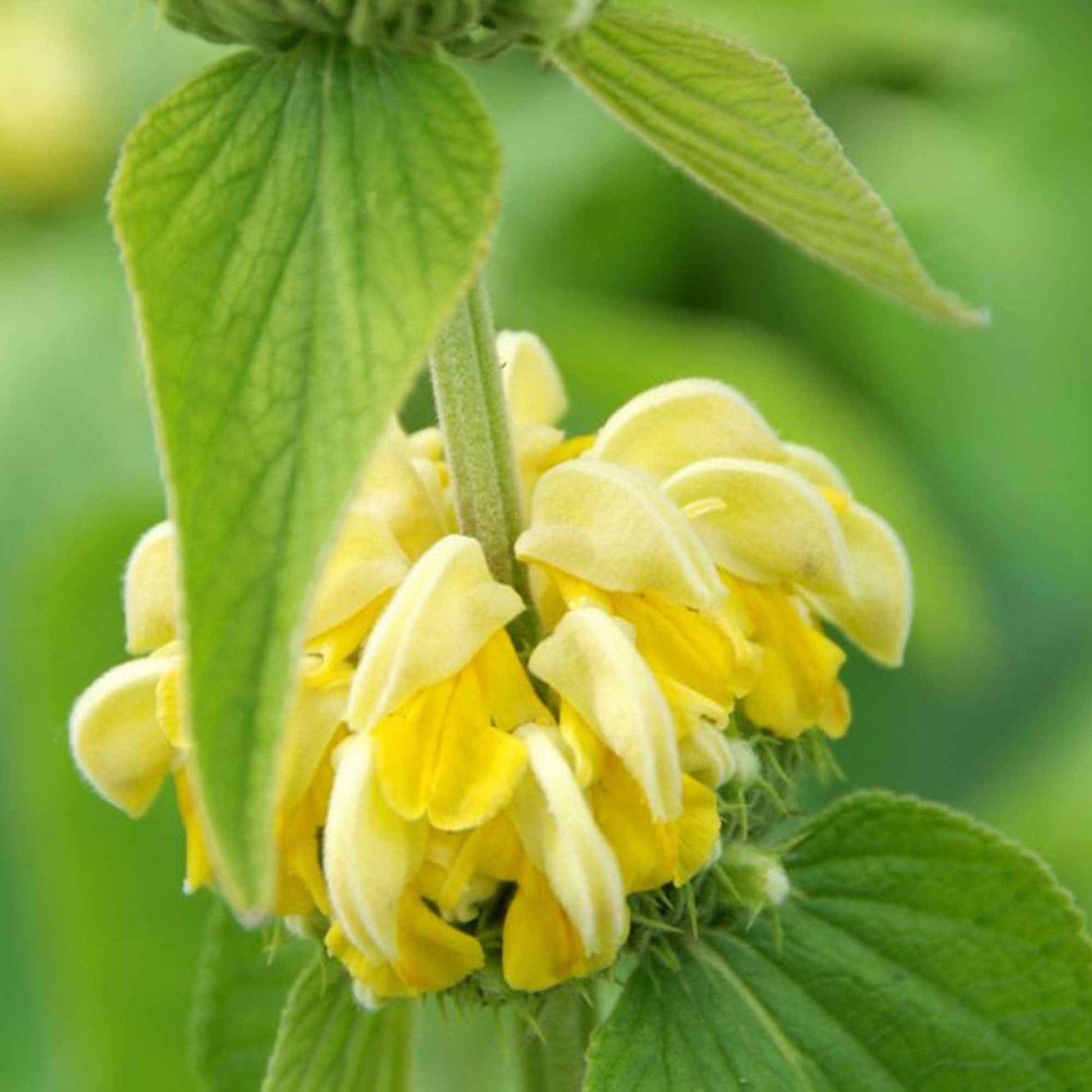 Sauge de Jérusalem - Phlomis russeliana - Bakker