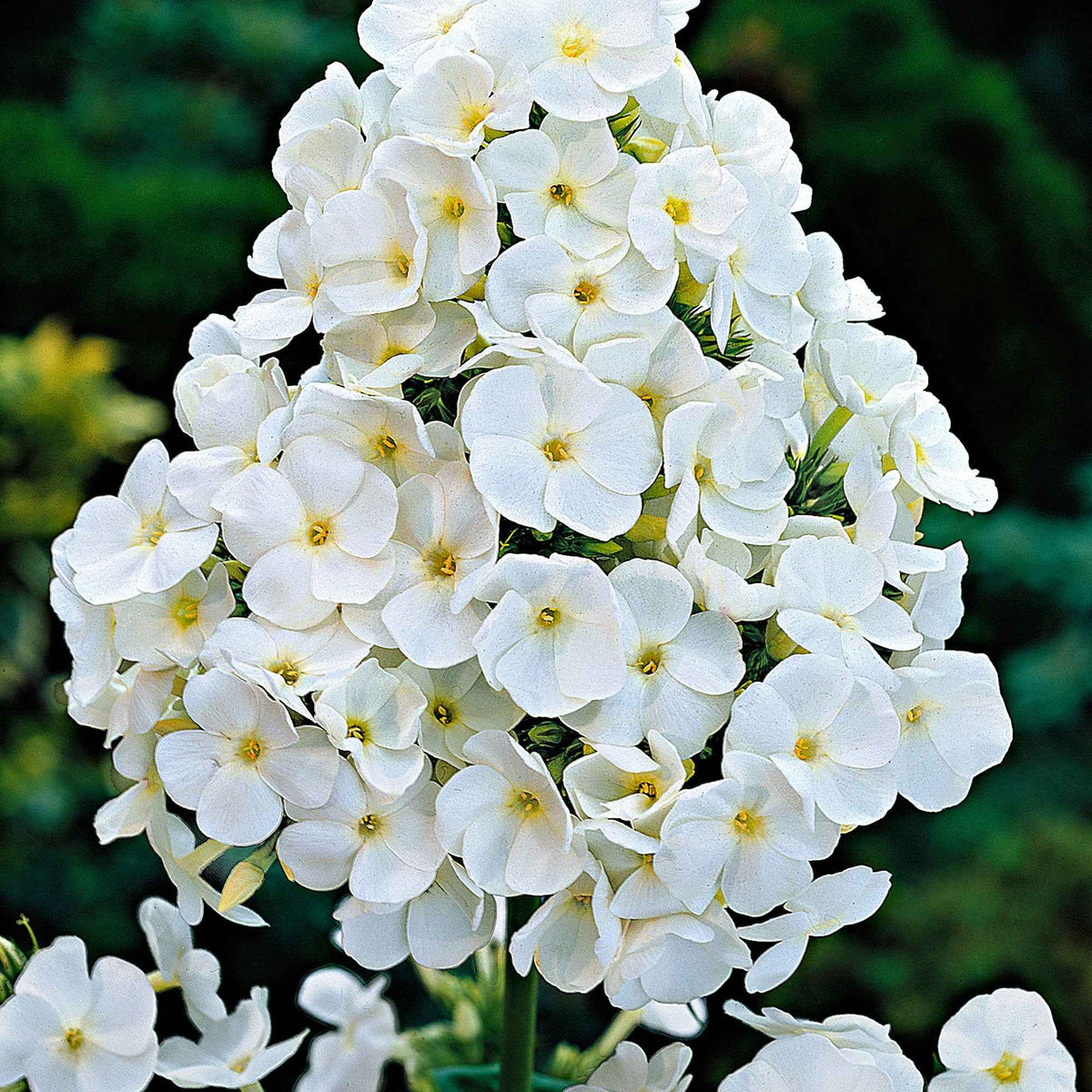 Vente Phlox paniculé White Admiral - Phlox paniculata white admiral