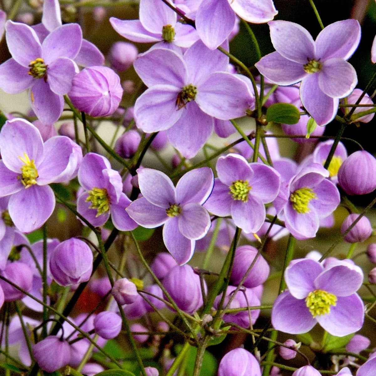 Thalictrum delavayi - Pigamon du père Delavay - Plantes vivaces