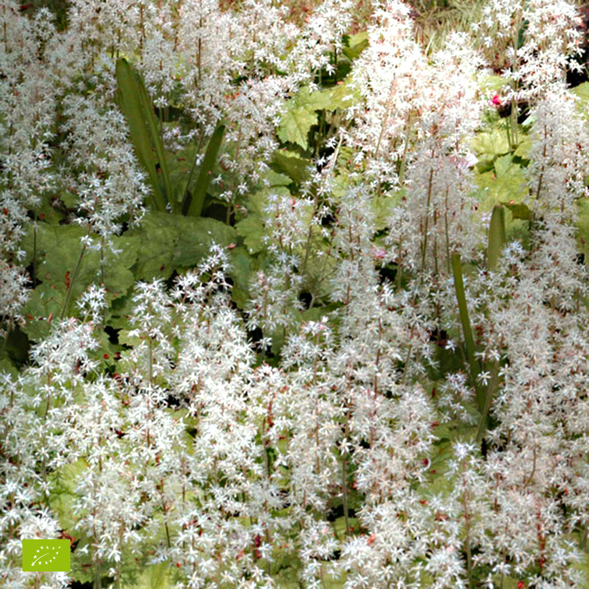 Tiarelle 'Pink Skyrocket' - Tiarella Pink Skyrocket - Bakker