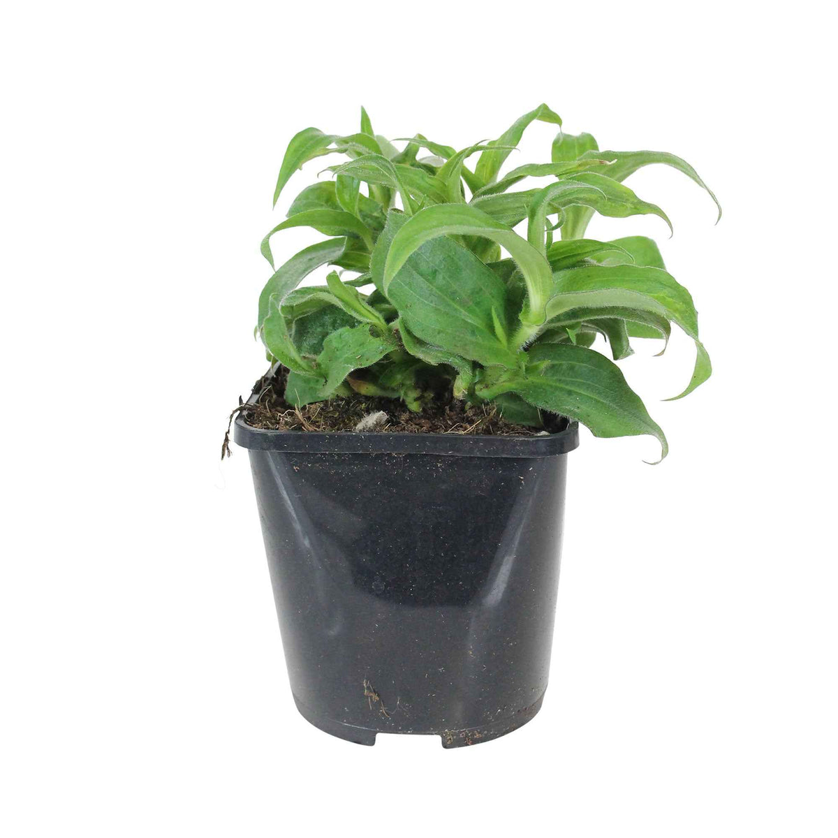 Vente Lys crapaud Tricyrtis hirta - Biologique violet-blanc